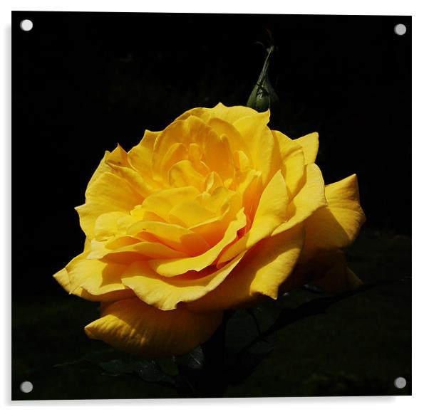 Yellow Rose Acrylic by james balzano, jr.