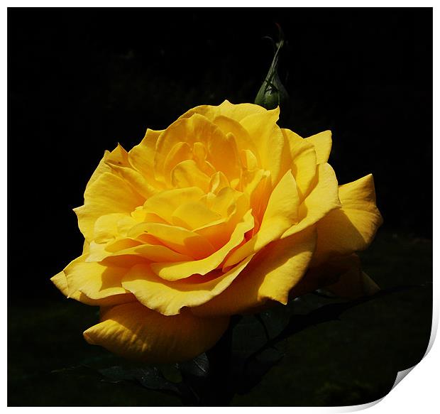 Yellow Rose Print by james balzano, jr.