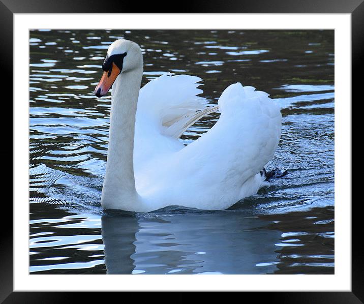 Swan - Reflections Framed Mounted Print by matthew wakefield