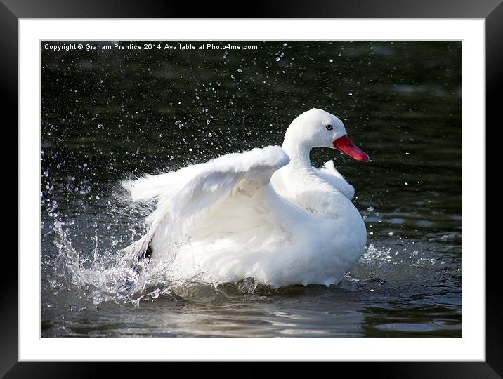 White Duck Splashing Framed Mounted Print by Graham Prentice