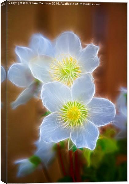 Pasque Flower Canvas Print by Graham Prentice