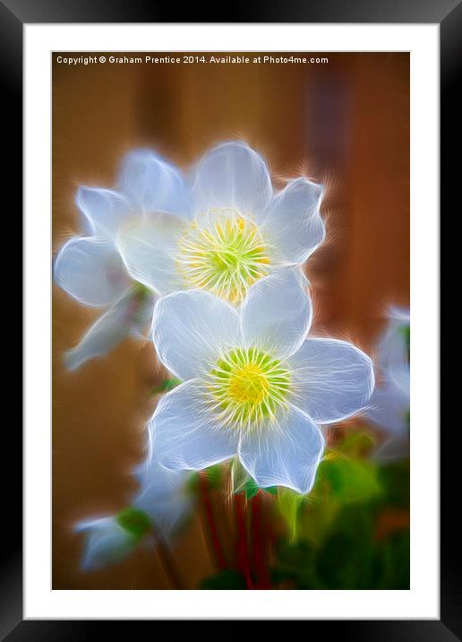 Pasque Flower Framed Mounted Print by Graham Prentice