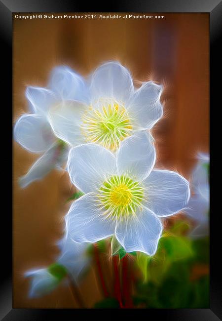 Pasque Flower Framed Print by Graham Prentice