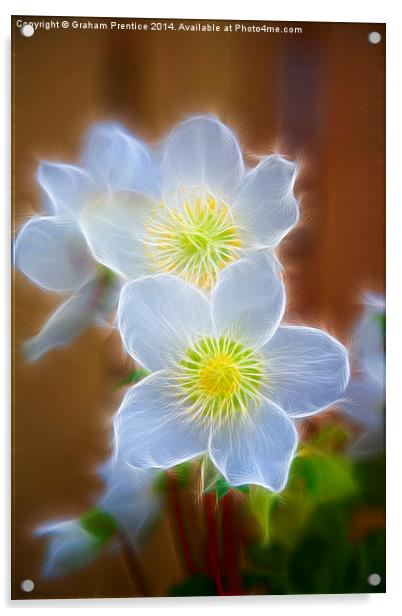 Pasque Flower Acrylic by Graham Prentice