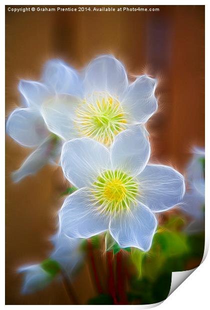 Pasque Flower Print by Graham Prentice