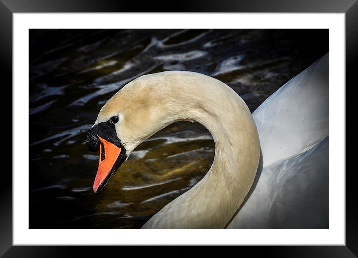 Natural Beauty - Swan Framed Mounted Print by matthew wakefield