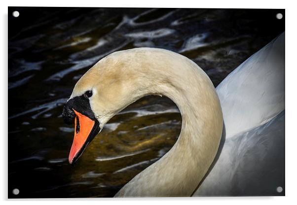 Natural Beauty - Swan Acrylic by matthew wakefield