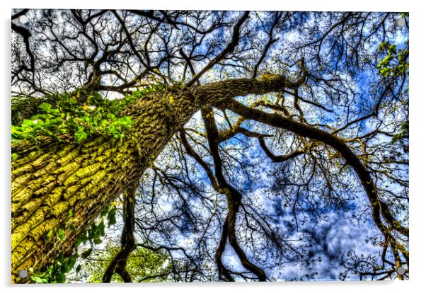 The Ancient Tree Acrylic by David Pyatt