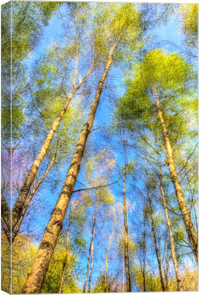 A Summer Forest Canvas Print by David Pyatt