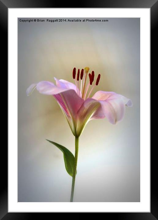Lily The Pink Framed Mounted Print by Brian  Raggatt