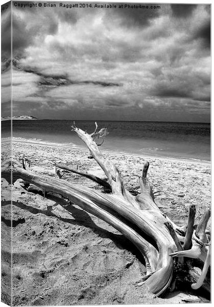 Tropical Beach Driftwood BW Canvas Print by Brian  Raggatt