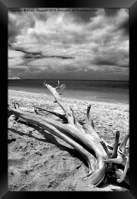 Tropical Beach Driftwood BW Framed Print by Brian  Raggatt