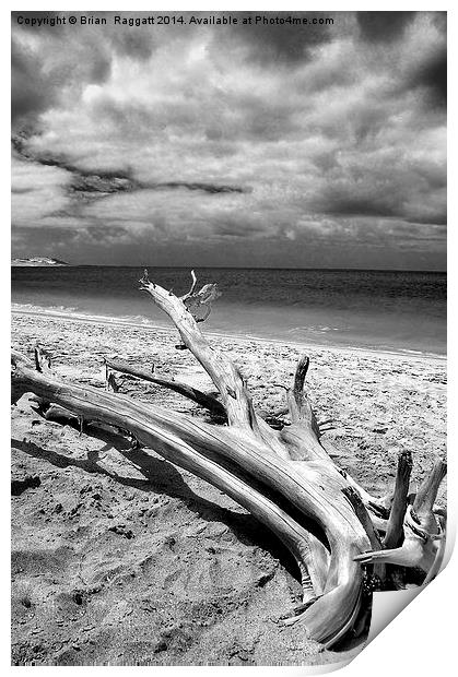 Tropical Beach Driftwood BW Print by Brian  Raggatt
