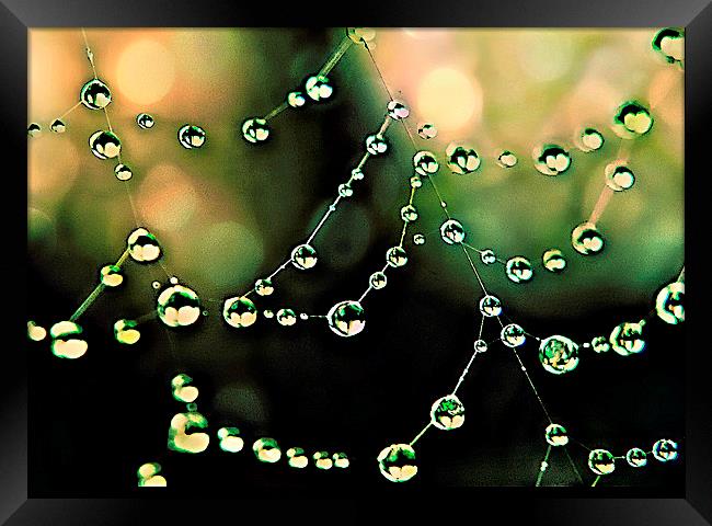 Macro Raindrops Framed Print by Rosanna Zavanaiu