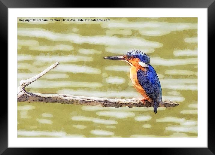 Kingfisher Framed Mounted Print by Graham Prentice