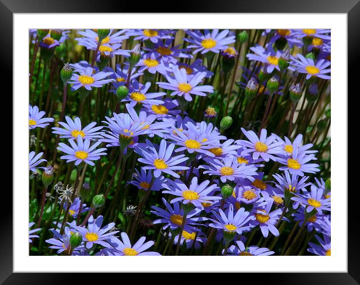 Blue Daisies Framed Mounted Print by Jennifer Henderson