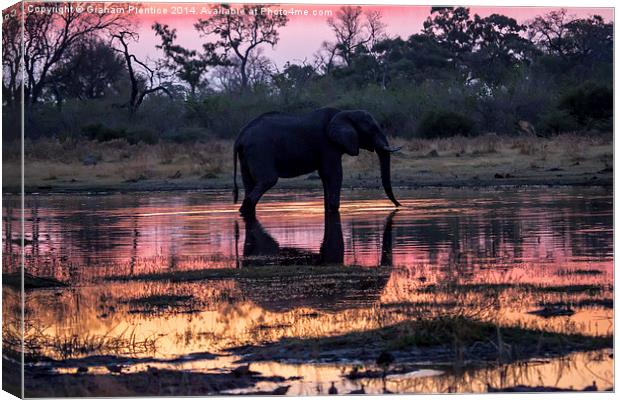 African Elephant At Sunset Canvas Print by Graham Prentice