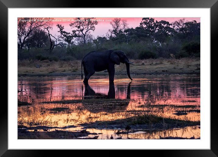 African Elephant At Sunset Framed Mounted Print by Graham Prentice