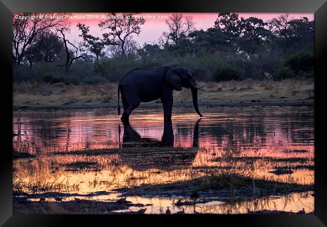 African Elephant At Sunset Framed Print by Graham Prentice