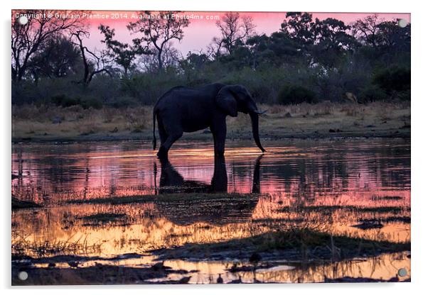 African Elephant At Sunset Acrylic by Graham Prentice