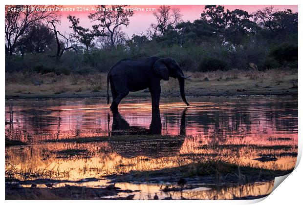 African Elephant At Sunset Print by Graham Prentice
