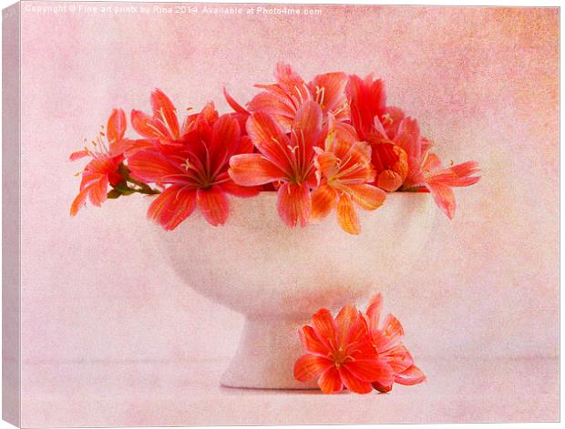 Lewisia (2)...Pretty as a picture (4) Canvas Print by Fine art by Rina