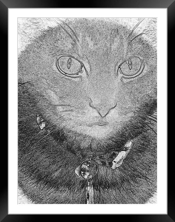 A Cats Life Framed Mounted Print by Thomas Grob