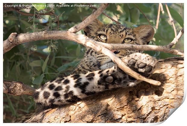 Leopard in Tree Print by Graham Prentice