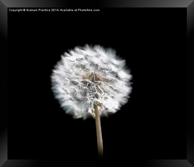 Dandelion Clock Framed Print by Graham Prentice