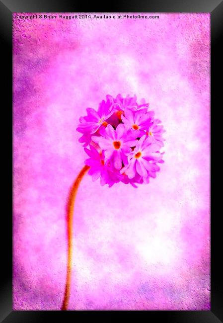 Textured Flower Framed Print by Brian  Raggatt