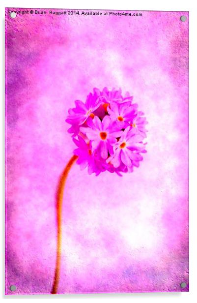 Textured Flower Acrylic by Brian  Raggatt