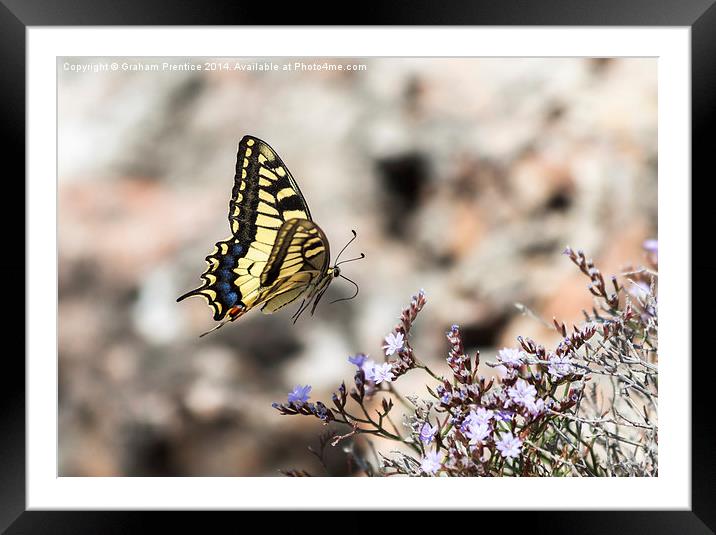 Swallowtail in Flight Framed Mounted Print by Graham Prentice