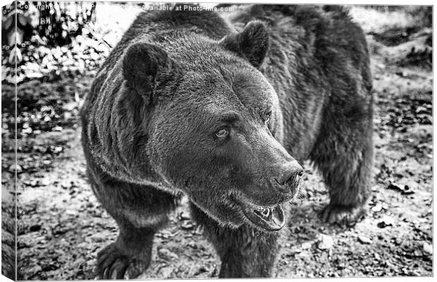 Brown Bear in Black and White Canvas Print by Graham Prentice