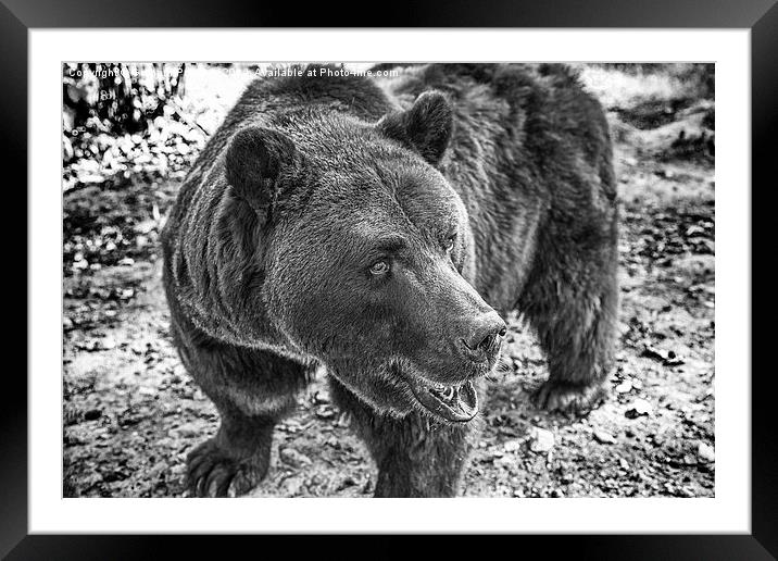 Brown Bear in Black and White Framed Mounted Print by Graham Prentice
