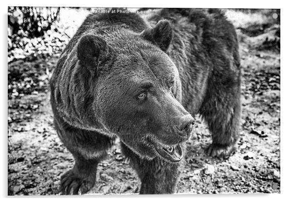 Brown Bear in Black and White Acrylic by Graham Prentice