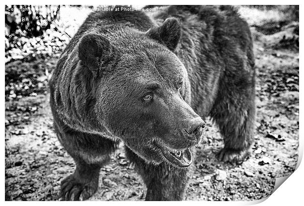 Brown Bear in Black and White Print by Graham Prentice