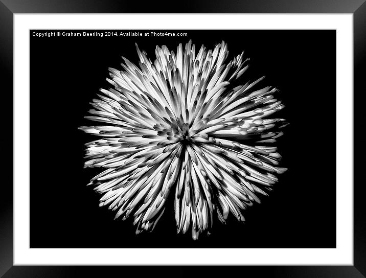 Star Flower Framed Mounted Print by Graham Beerling