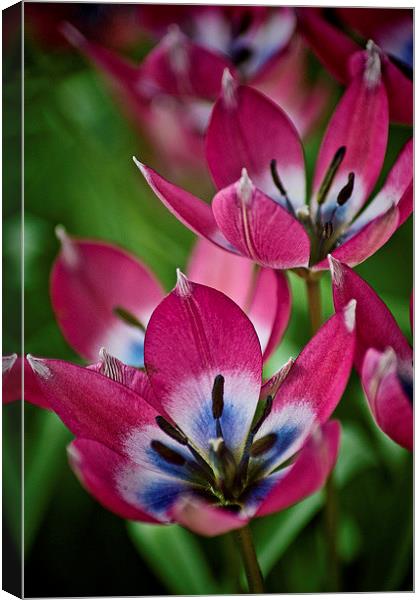 Spring Tulips Canvas Print by Colin Metcalf