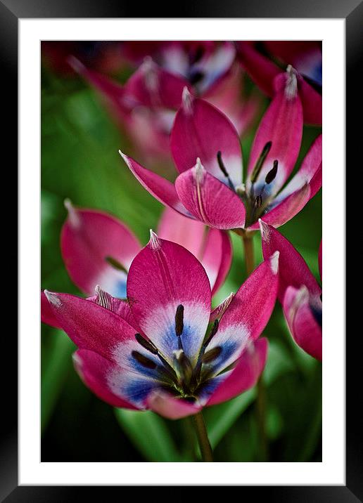 Spring Tulips Framed Mounted Print by Colin Metcalf