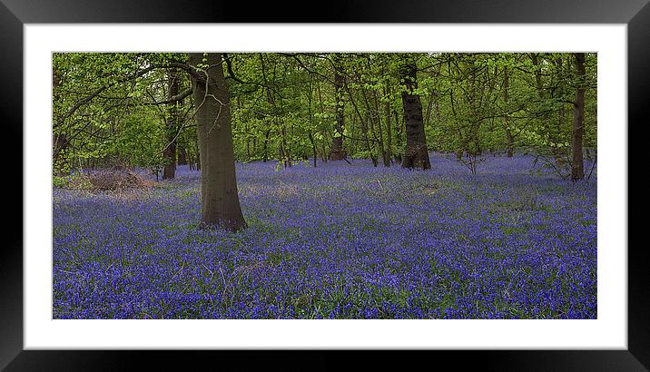 Enchanted Bluebell Wonderland Framed Mounted Print by K7 Photography