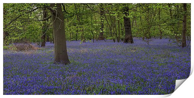 Enchanted Bluebell Wonderland Print by K7 Photography