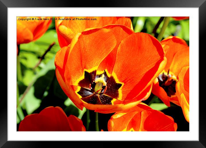 A Colourful Tulip head, close up Framed Mounted Print by Frank Irwin