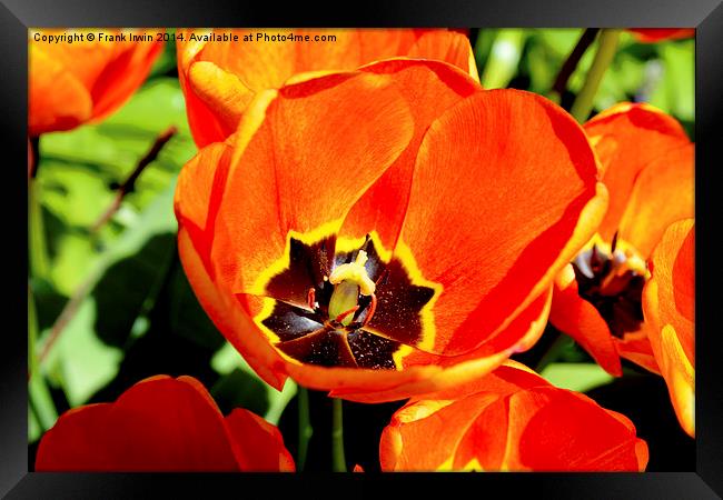 A Colourful Tulip head, close up Framed Print by Frank Irwin