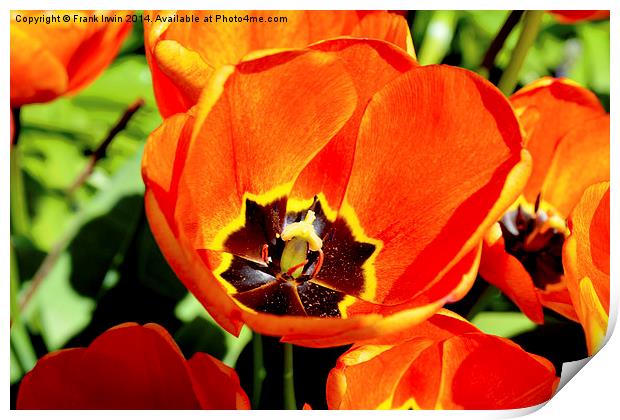 A Colourful Tulip head, close up Print by Frank Irwin