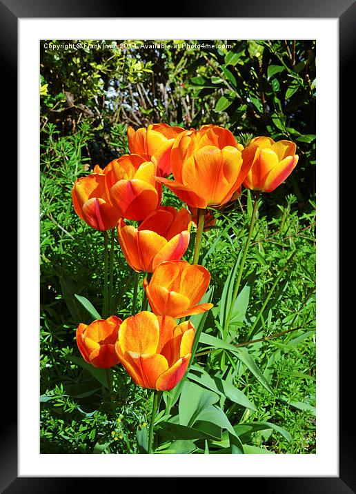 A number of colourful Spring Tulips. Framed Mounted Print by Frank Irwin