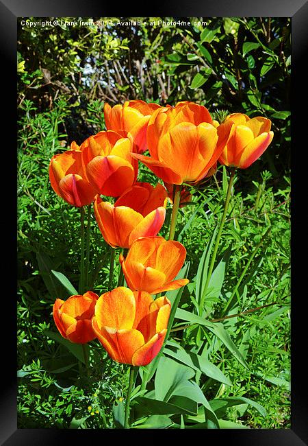 A number of colourful Spring Tulips. Framed Print by Frank Irwin