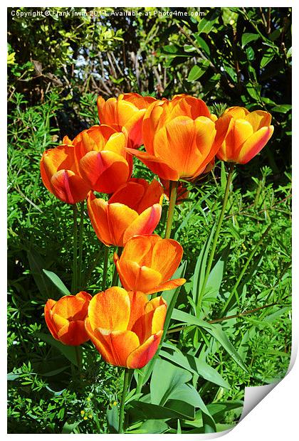 A number of colourful Spring Tulips. Print by Frank Irwin