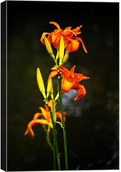 Lily Canvas Print by Sheila Smart
