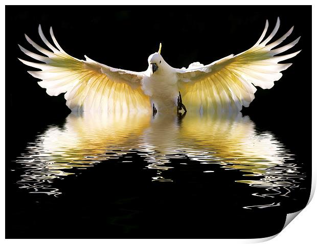 Sulphur crested cockatoo in flight Print by Sheila Smart
