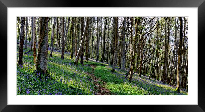 Bluebell Woods Framed Mounted Print by Helen Hotson